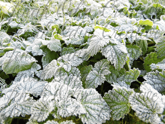 The Frost #7