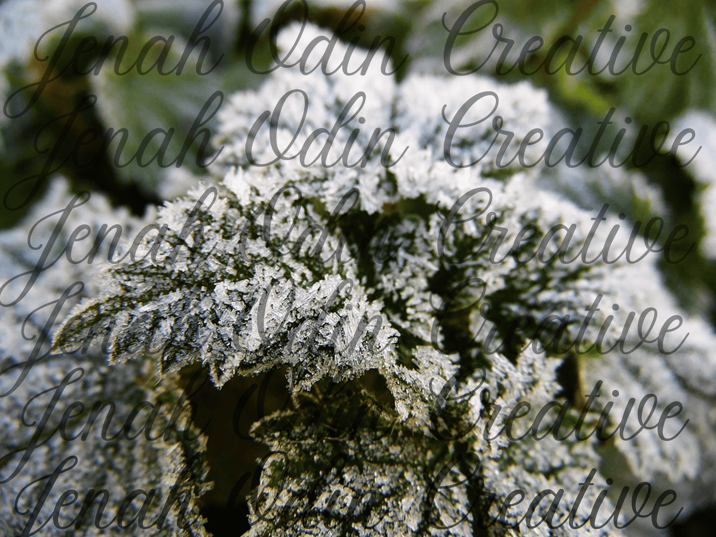 The Frost #6
