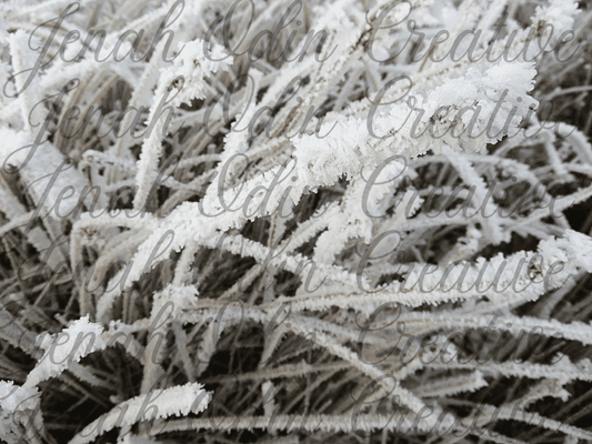The Frost #1
