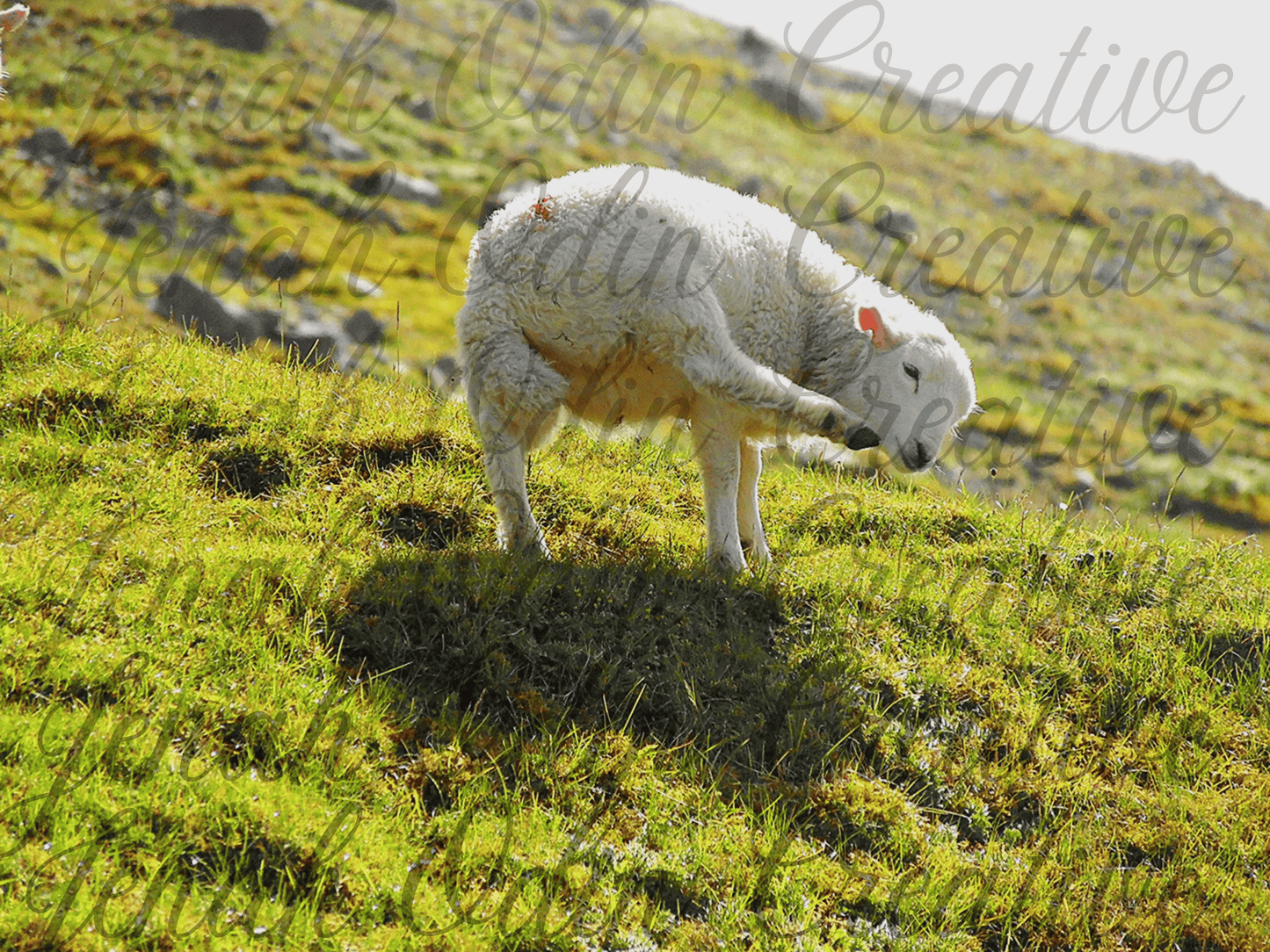 The Itchy Sheep