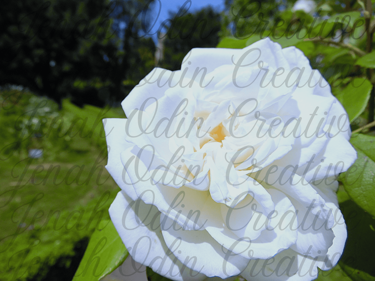 The Japanese Camellia
