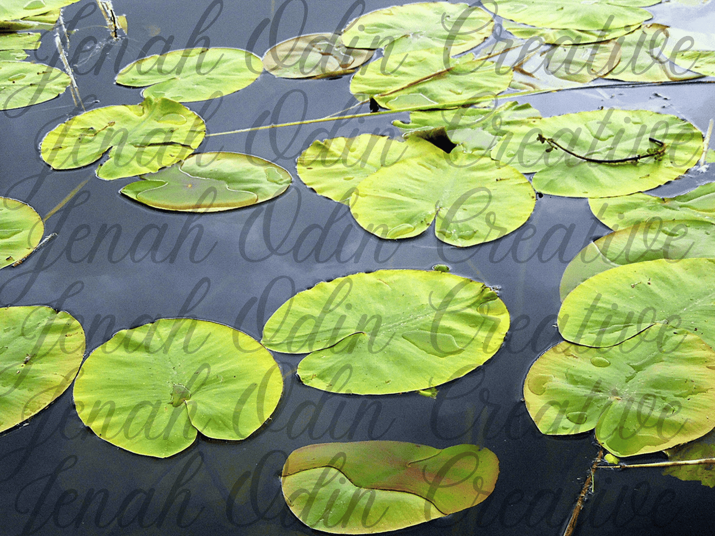 The Lillipads