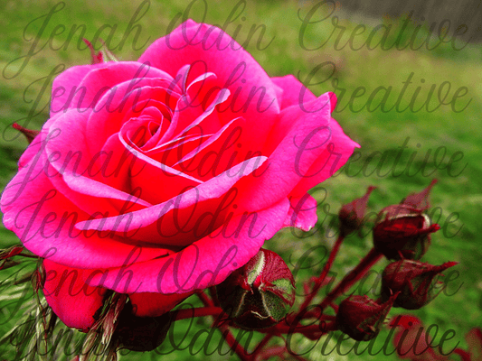 The Lone Rose #2