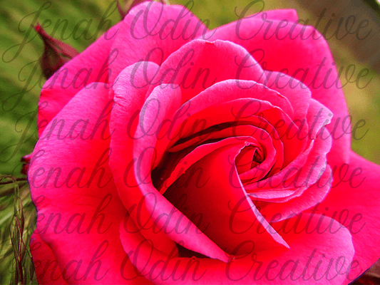 The Lone Rose #1