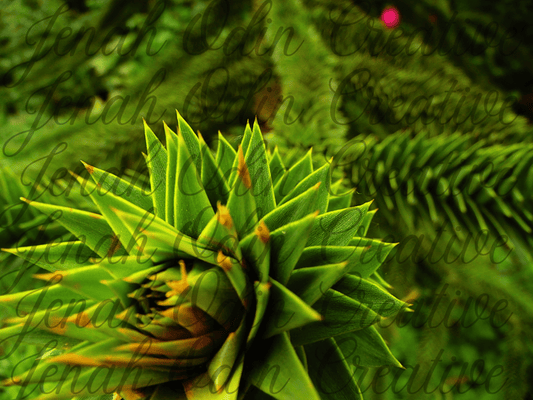 The Monkey Puzzle Tree