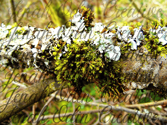 The Moss Log