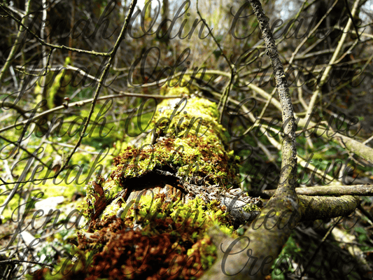 The Moss Road