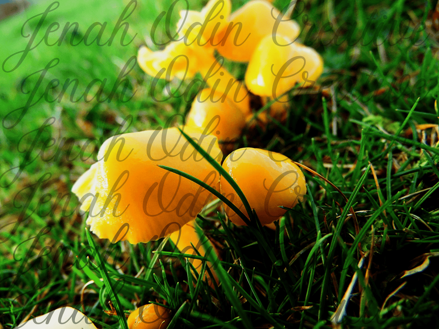 The Mushroom #6