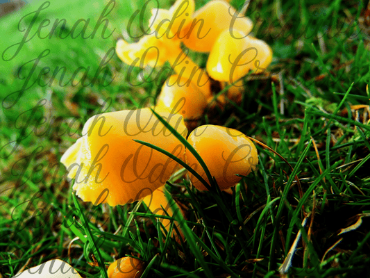 The Mushroom #6