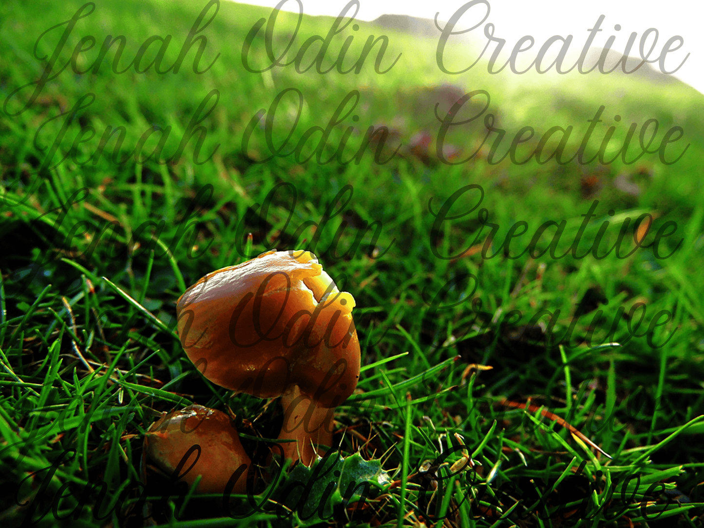 The Mushroom #5