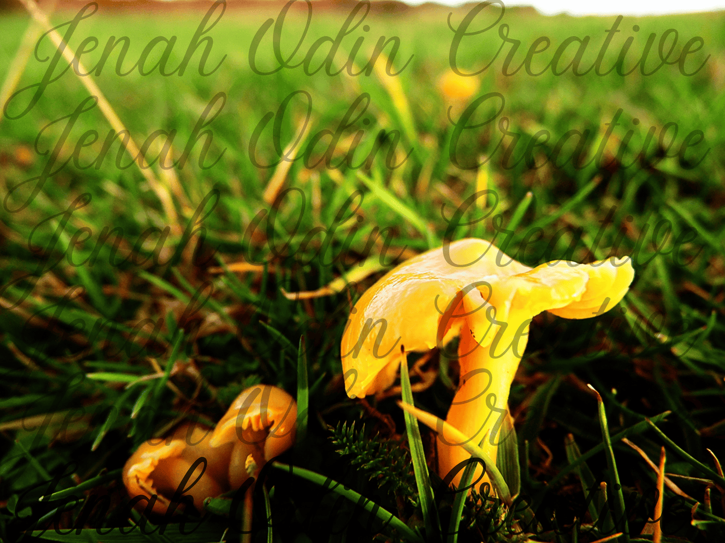 The Mushroom #4