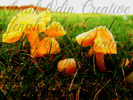 The Mushroom #2