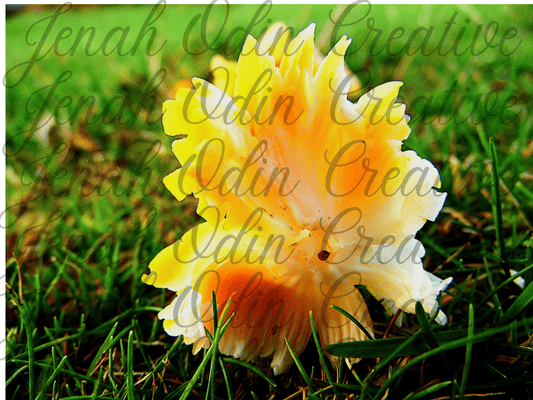 The Mushroom #1