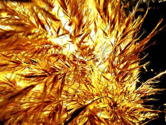 The Pampas #8