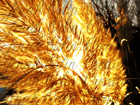 The Pampas #7