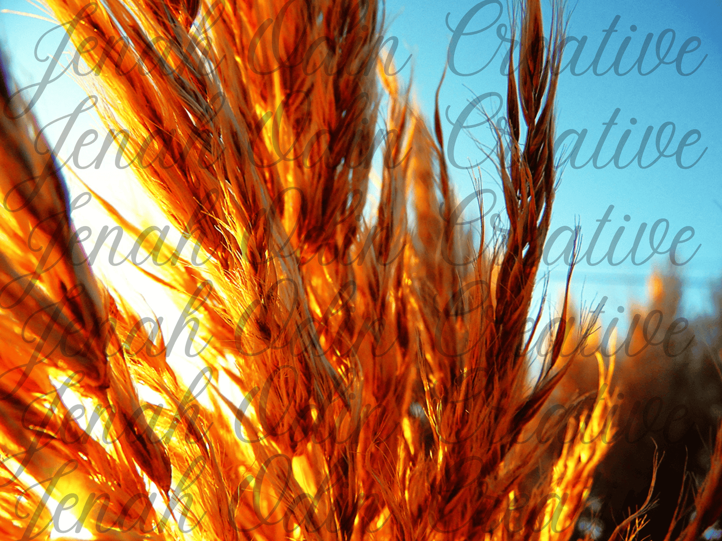 The Pampas #5