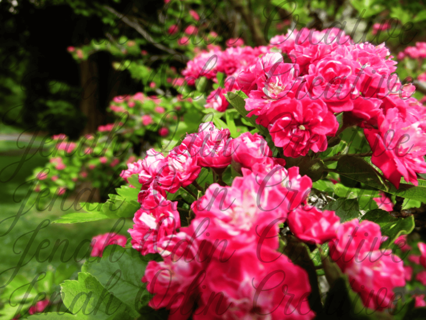 The Hawthorn #1