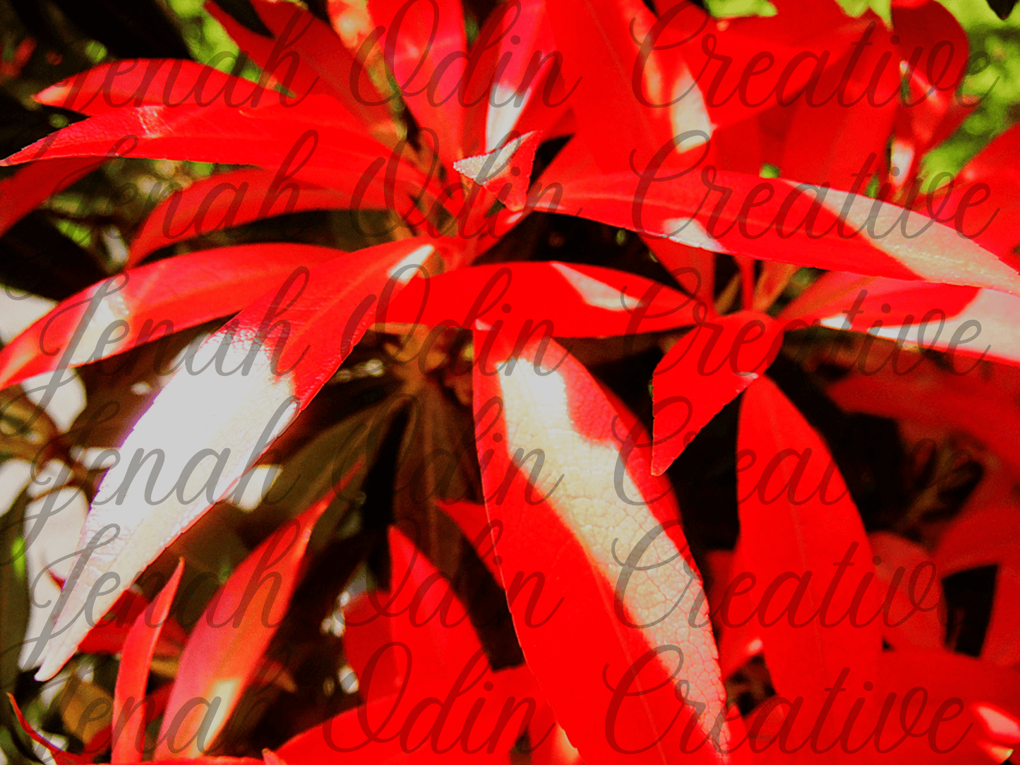The Red Plant