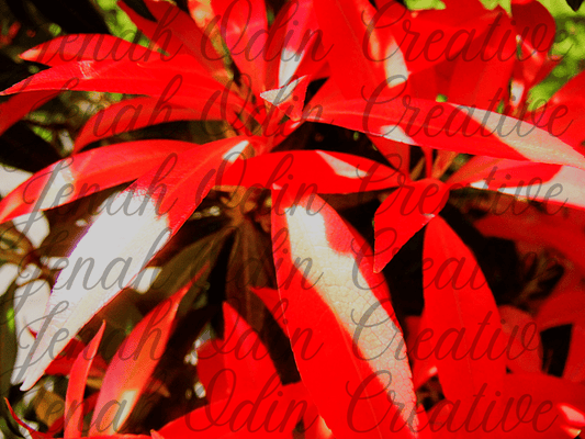 The Red Plant