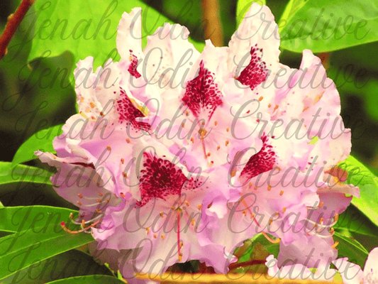 The Rhodo Sappho #2