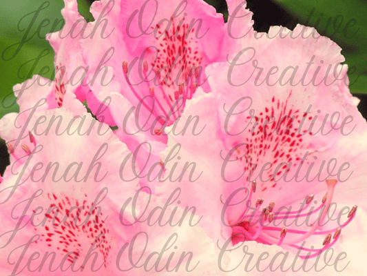 The Rhodo Sappho #1