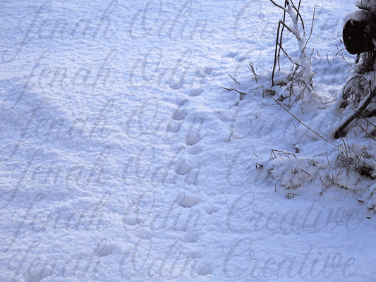 The Snow #1
