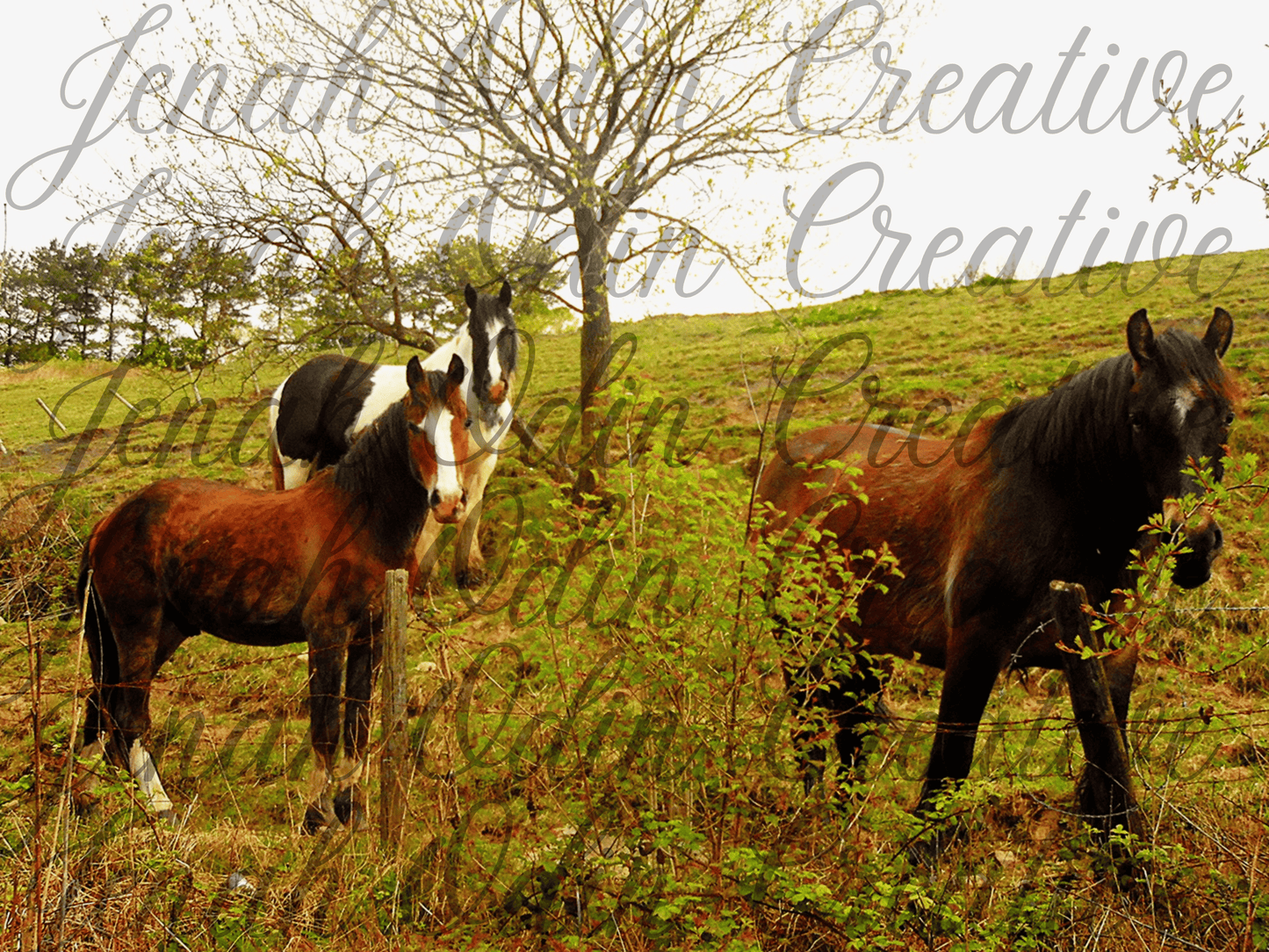 The Horses