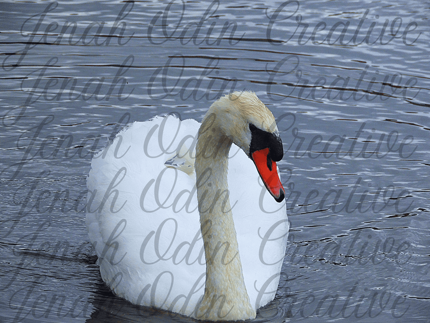 The Swan