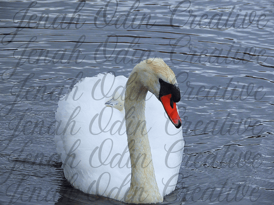 The Swan