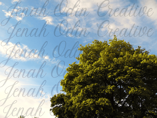 The Tree Meets Sky