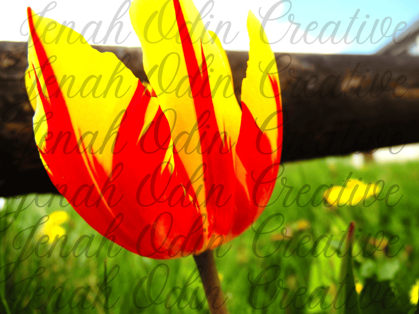 The Tulip #3