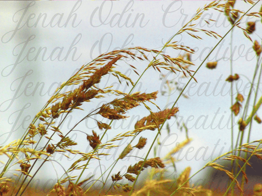 The Wheat #6