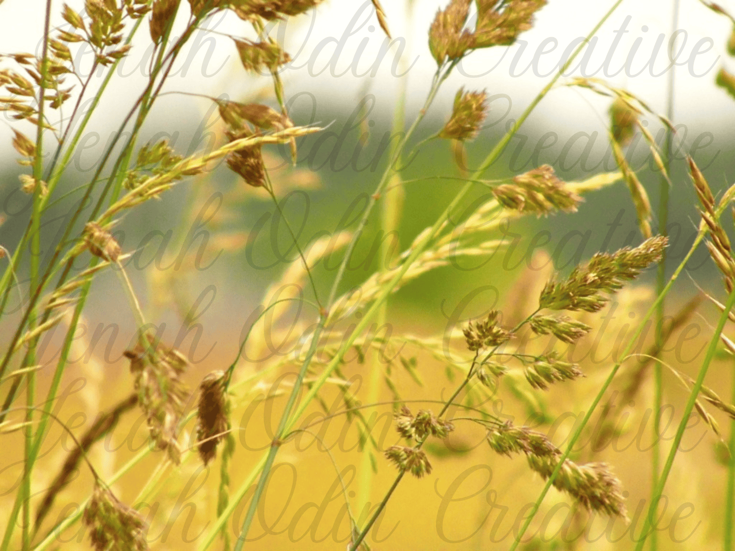 The Wheat #5