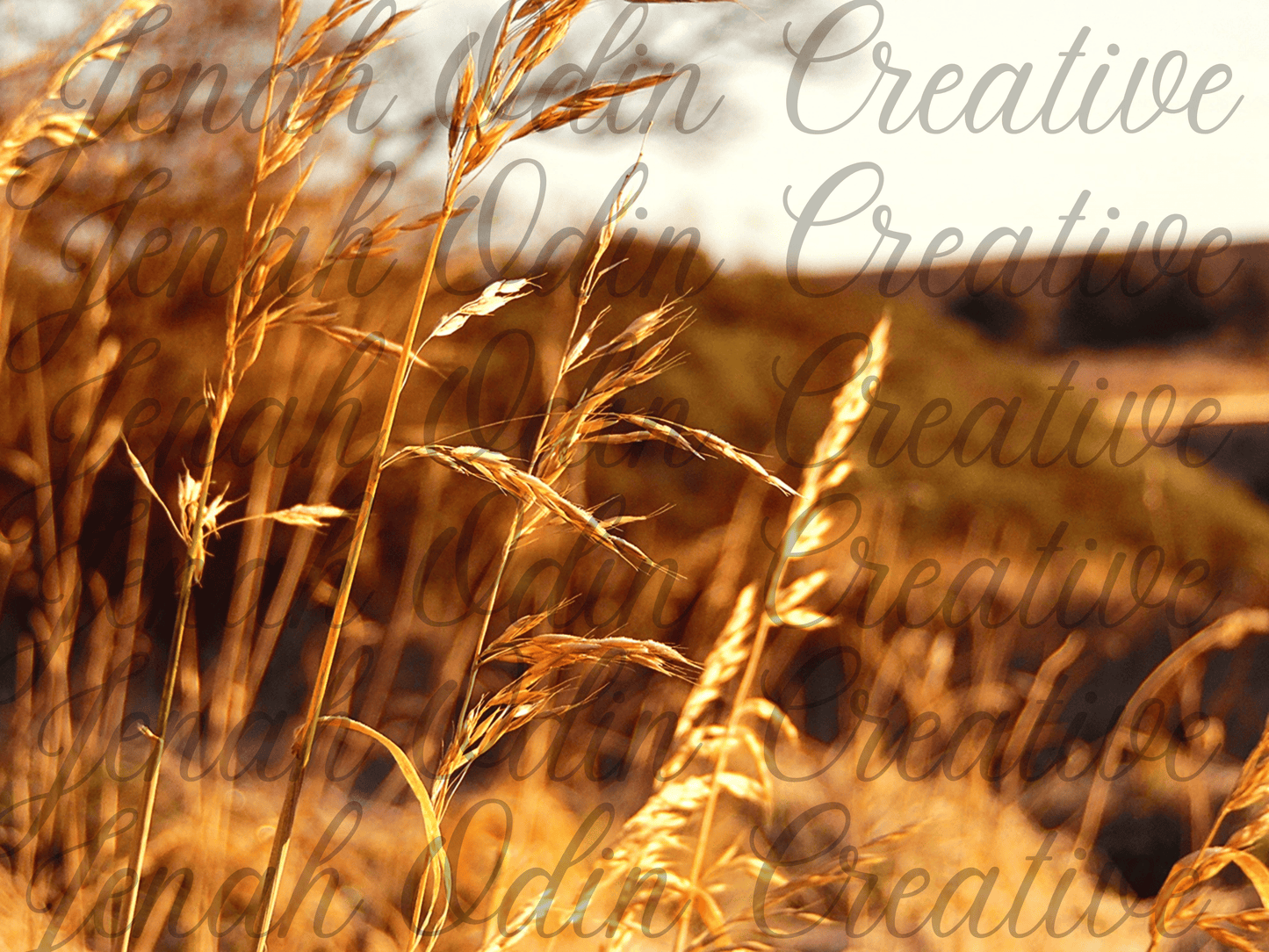 The Wheat #4