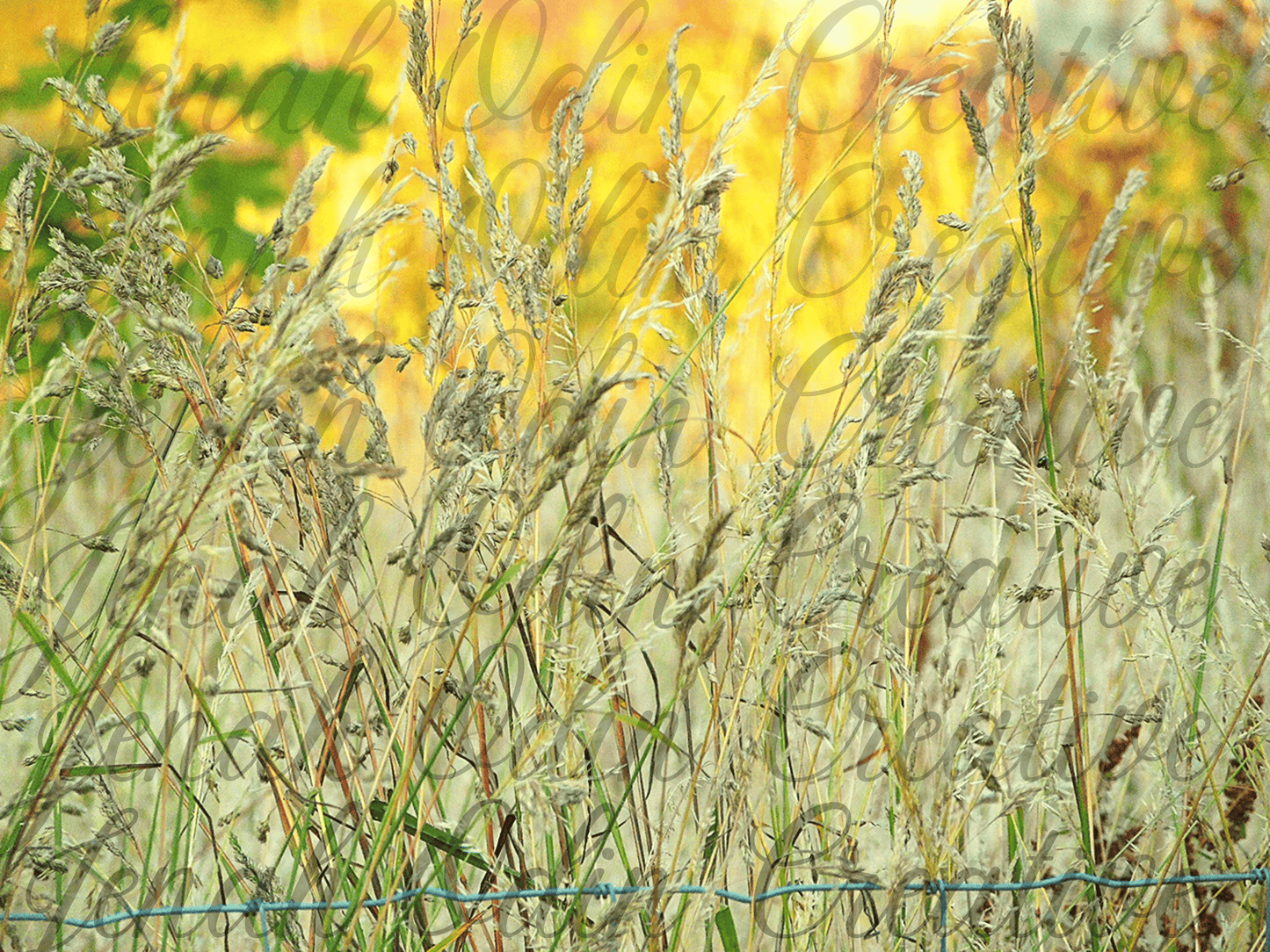 The Wheat #3