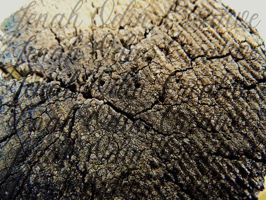 The Wood Grain