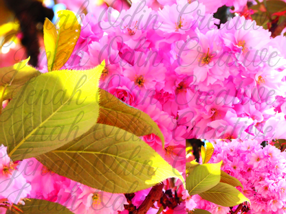 The Kanzan Cherry Blossom