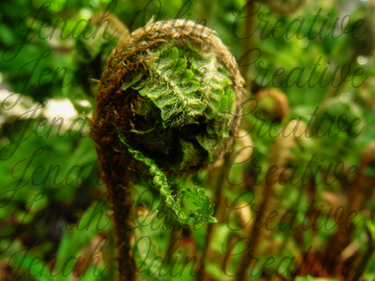 The Fern #2