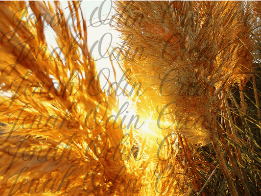 The Pampas #1