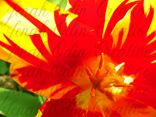 The Tulip #1