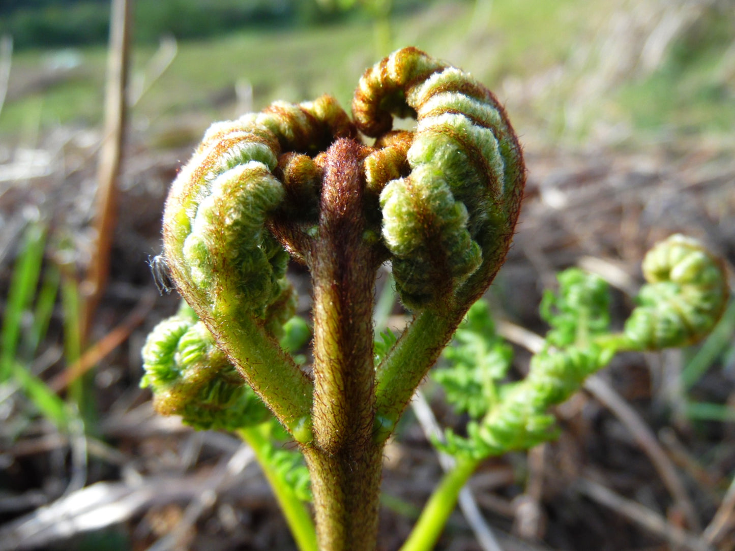 The Fern #1