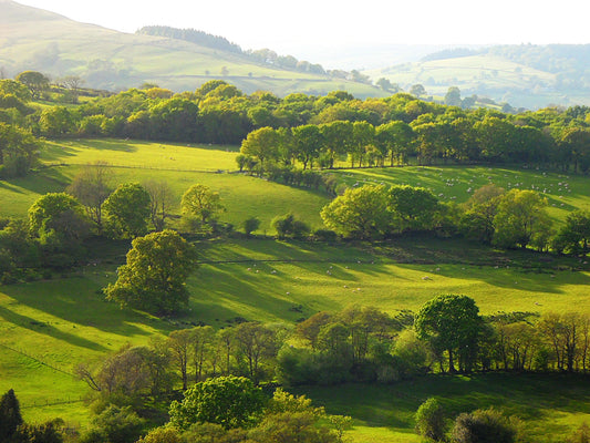 The Landscape #1